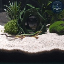 Aquascape Tunnel Cave 3D