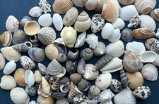 100x kleine Muscheln & Schnecken – Muschel Mix – Streumuscheln, 15 -30 mm