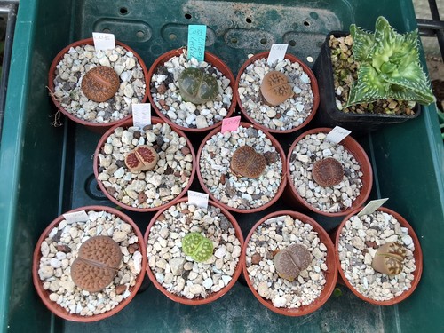 Lithops lebende steine 10er - lithops,,