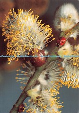 D055905 Weidenkatzchen. Salix. Verlag Deutsches Jugendherbergswerk. Kalender. Wa