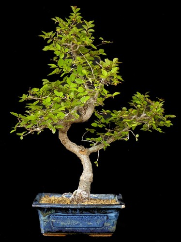 Bonsai ulmus parvifolia - ulmus,