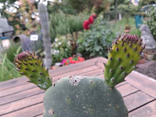 Opuntia ficus indica