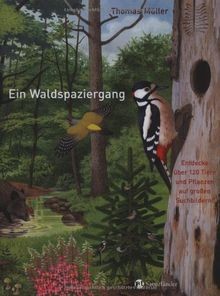 Ein waldspaziergang - ein,