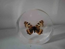 Schmetterling in Kunstharz /