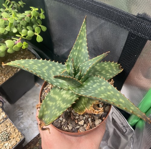 Aloe branddraaiensis