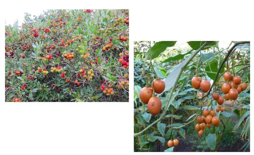 Samen sparset erdbeerbaum und - sparset,