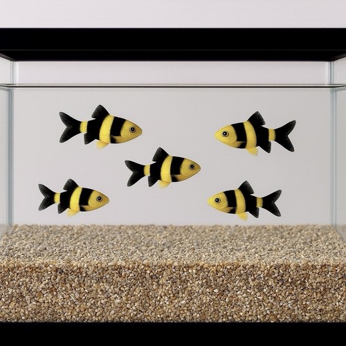 Aquariumkies 0 mm - aquariumkies, 2,0–4,0