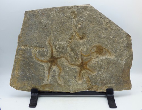 Großer fossiler seestern - großer,