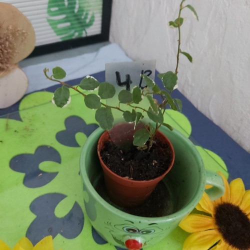 Ficus pumila variegata - ,