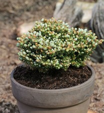 Koreatanne silberperl 20cm - koreatanne,