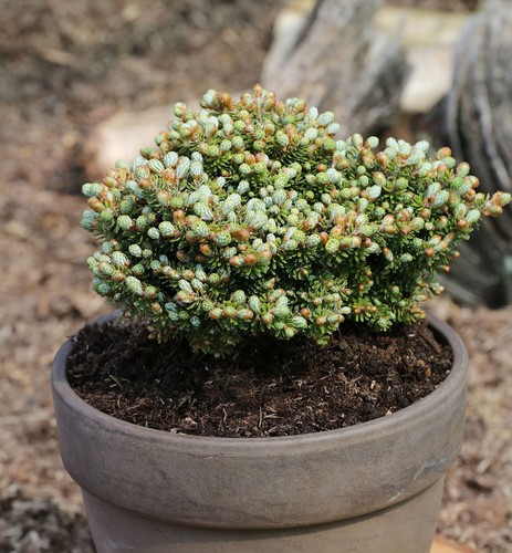 Koreatanne silberperl 20cm - koreatanne, 15-20cm