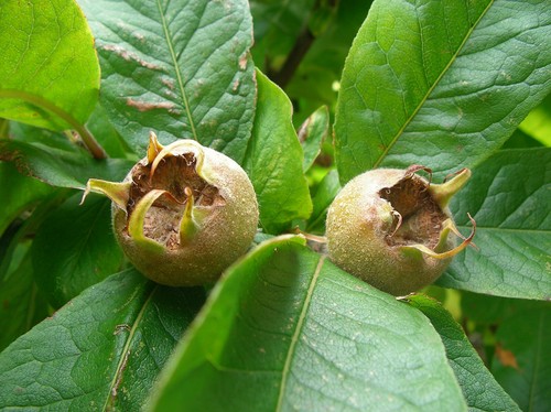 Mispel mespilus germanica - mispel,