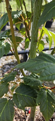 Acer davidii davids - acer,