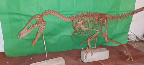 Velociraptor skelett - velociraptor,
