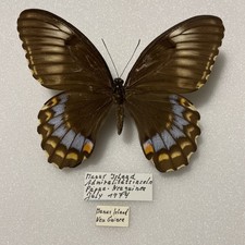 Entomologie*Papilio