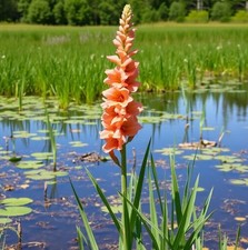 Zwiebeln orange Sumpf-Gladiole