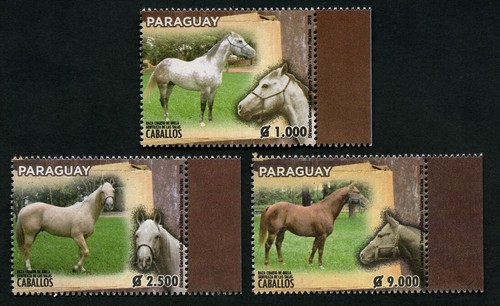 Paraguay 2019 pferde tiere - paraguay,
