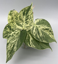 Philodendron Hederacum