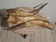 3 Rinderhörner Horn Hörner