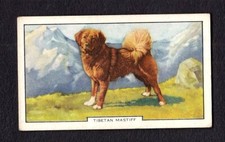4204/ Gallaher Ltd. - Dogs – Hunde - No 14 – Tibetan Mastiff