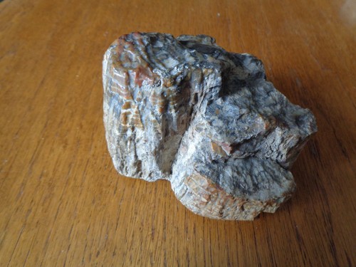 Versteinertes holz deutschland - holz,
