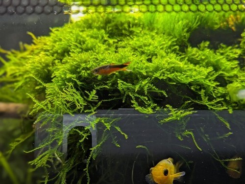 Aquarienpflanzen javamoos - aquarienpflanzen,,