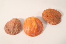 3 Spondylus Muscheln Baule