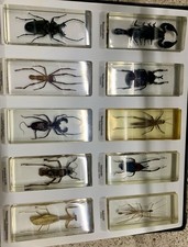 Mini Biester 82 Acrylblock Insekten