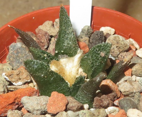 Ariocarpus bravoanus pp422 - ariocarpus, el