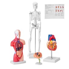 VEVOR Menschliche Anatomie