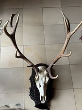 Rotwild Hirsch Trophäe