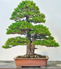Bonsai Mädchenkiefer Pinus