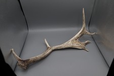 Abwurfstange, ca. 50 cm