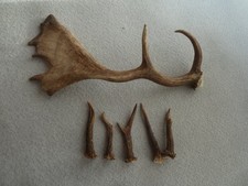 Damhirsch Schaufel Rehgehörn Stangen Geweih Design Deko Unikat Geschenk