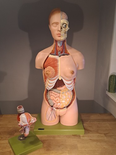 Somso thorso anatomie - thorso, model