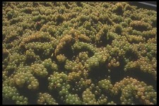 157020 Trauben in MwSt Ernte A4 Fotodruck