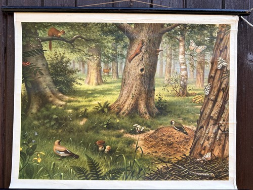 Schulwandkarte wald - wald,