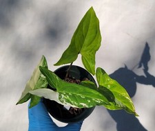Syngonium Albo, Variegated