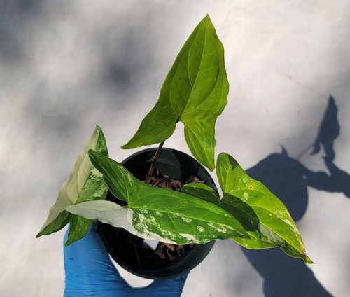 Syngonium albo variegated - albo,,