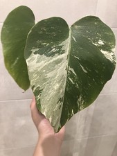 Monstera Variegata
