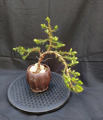 Pre bonsai zuckerhutfichte - pre-bonsai,