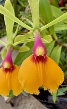Epidendrum Liberty Sundown NEW Orchidee Orchideen Cattleya