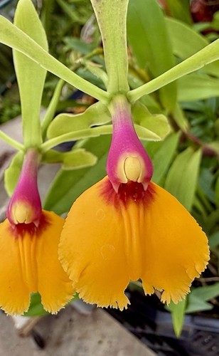 Epidendrum liberty sundown - sundown, new