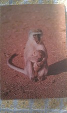 AK, ungelaufen, Grüne Meerkatze mit Jungem, teNeues