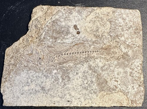 Versteinerungen fossilien - versteinerungen,