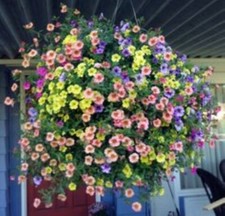 XT 858ZM hängende Petunia Mix