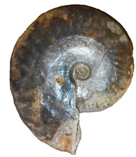 Oecotraustes fuscoides, Schalenerhaltung, Dogger, Nievre