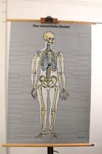 Schulwandkarte Das Menschliche Skelett ORION Verlag Rollkarte Lehrtafel Wandbild