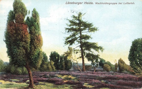 156694 lüneburger heide - lüneburger,