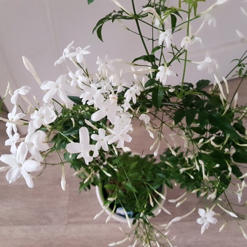 "Jasminum polyanthum